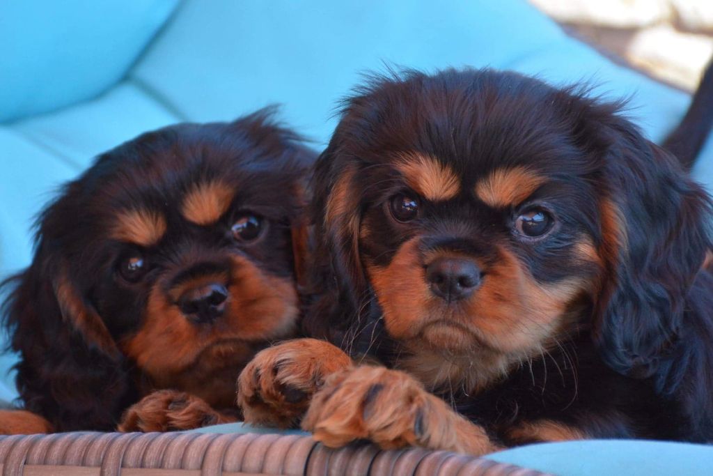 de Pink'Paradise - Cavalier King Charles Spaniel - Portée née le 18/03/2020