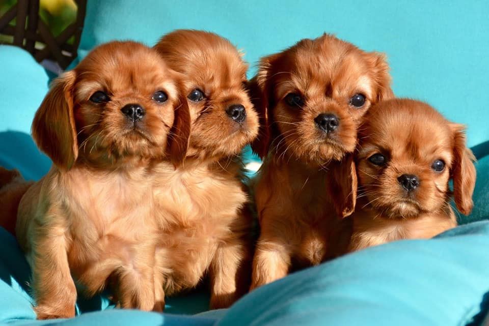 de Pink'Paradise - Cavalier King Charles Spaniel - Portée née le 20/08/2018