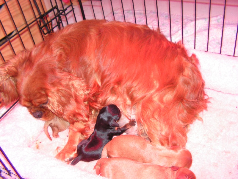 de Pink'Paradise - Cavalier King Charles Spaniel - Portée née le 21/06/2010