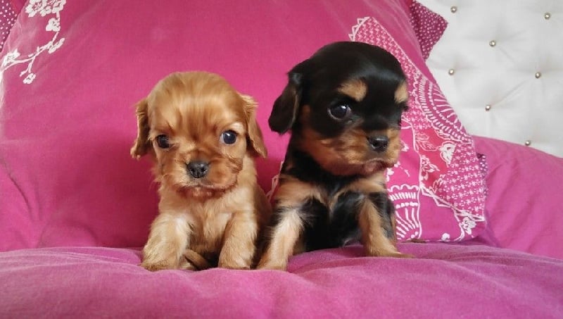 de Pink'Paradise - Cavalier King Charles Spaniel - Portée née le 30/09/2015