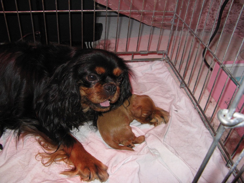 de Pink'Paradise - Cavalier King Charles Spaniel - Portée née le 14/07/2009