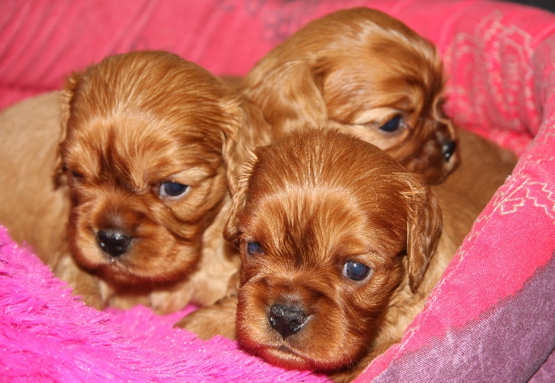 de Pink'Paradise - Cavalier King Charles Spaniel - Portée née le 18/10/2013