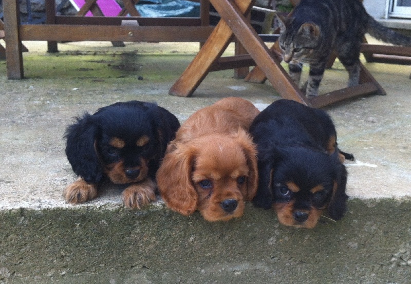 de Pink'Paradise - Cavalier King Charles Spaniel - Portée née le 07/05/2012