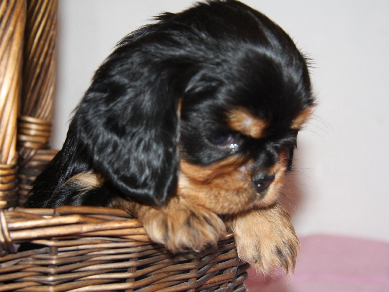 de Pink'Paradise - Cavalier King Charles Spaniel - Portée née le 10/11/2012