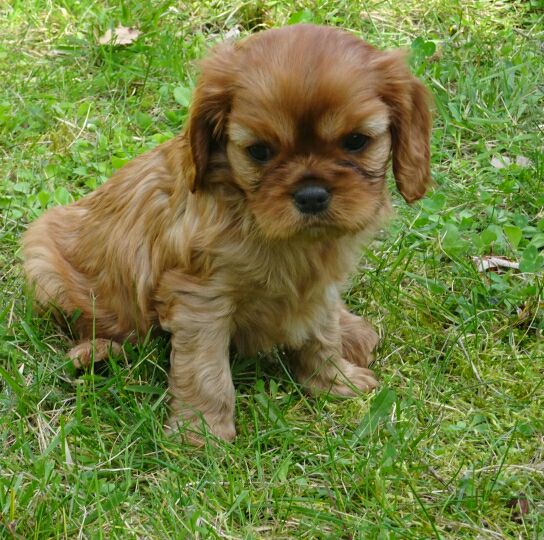 de Pink'Paradise - Cavalier King Charles Spaniel - Portée née le 13/02/2017