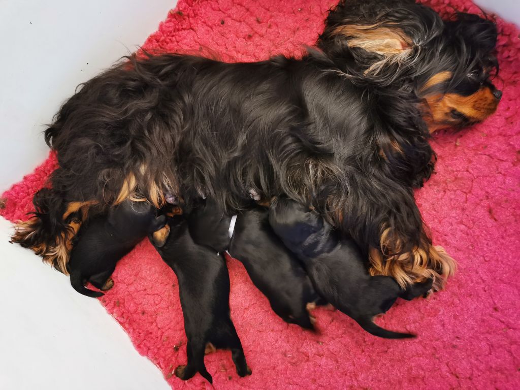 Chiot Cavalier King Charles Spaniel de Pink'Paradise