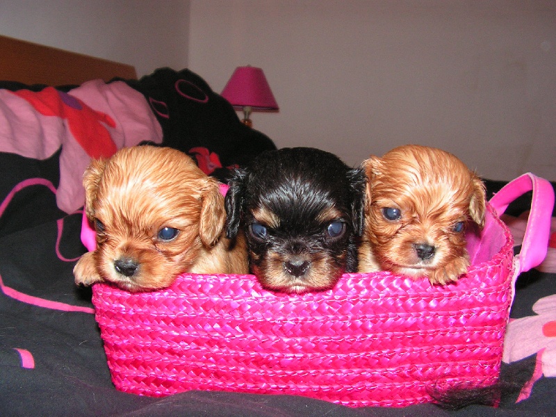 de Pink'Paradise - Cavalier King Charles Spaniel - Portée née le 07/09/2010