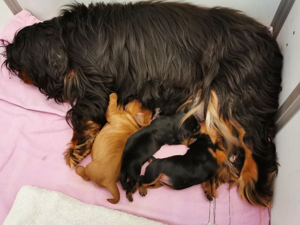 Chiot Cavalier King Charles Spaniel de Pink'Paradise