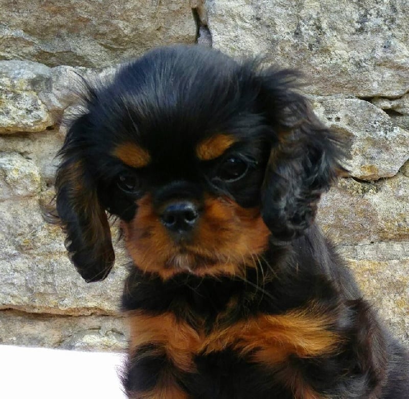 de Pink'Paradise - Cavalier King Charles Spaniel - Portée née le 16/07/2015