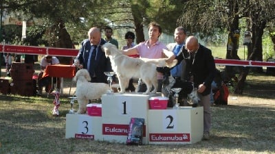 des sous-bois Becassiers - CACIB Bari (Italie) 12/06/2011