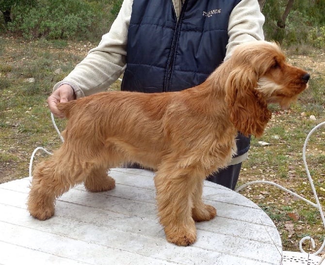 des sous-bois Becassiers - une jolie princesse !!