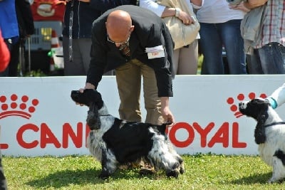 des sous-bois Becassiers - CACIB Alessandria (Italie) 01/05/2011