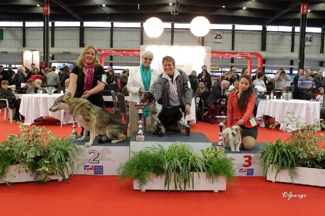 des sous-bois Becassiers - Best In Show Vétéran !!! 