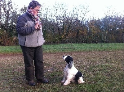 des sous-bois Becassiers - Coupe de France Spaniels