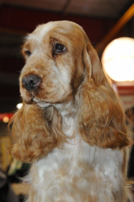 des sous-bois Becassiers - CACIB Périgueux Spéciale Spaniels