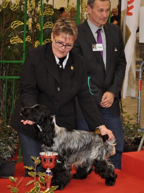 des sous-bois Becassiers - CACIB Perigueux 08/03/2014