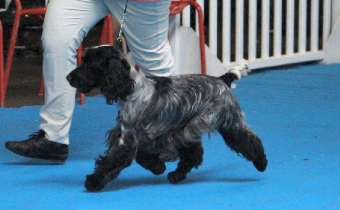 des sous-bois Becassiers - CACIB Montluçon Spéciale Spaniels