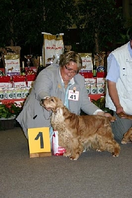 des sous-bois Becassiers - Spéciale English Cocker Spaniel Club Lëtzebuerg 05/06/11