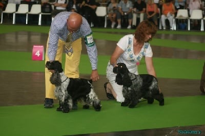 des sous-bois Becassiers - CHAMPIONNAT DE FRANCE 07/07/11