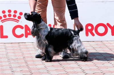 des sous-bois Becassiers - CACIB Torino  (Italie) 04/06/2011