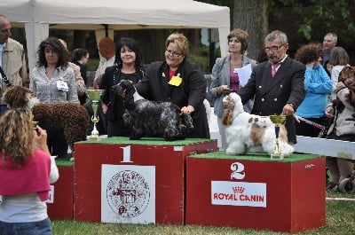 des sous-bois Becassiers - CACS Libourne 15/05/2011