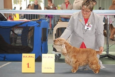 des sous-bois Becassiers - CACIB Tarbes 26/09/10