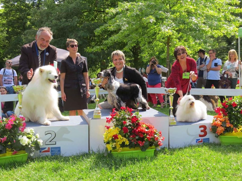 des sous-bois Becassiers - Best In Show Vétéran !!!