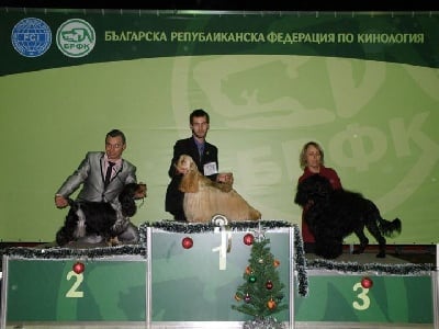 des sous-bois Becassiers - CACIB Sofia (Bulgarie) 10/12/11