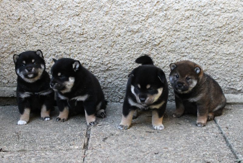 of Neko-Ken - A réserver chiots Shiba LOF