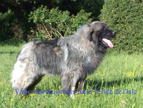 des Seigneurs de la Vallée de l'Isle - VISÃO des Seigneurs de la Vallée de l'Isle est Champion de France 2006