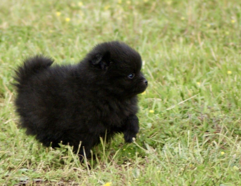 Chiot Spitz allemand des Seigneurs de la Vallée de l'Isle