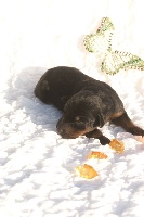 DOBERMANN Femelle Noir et Feu