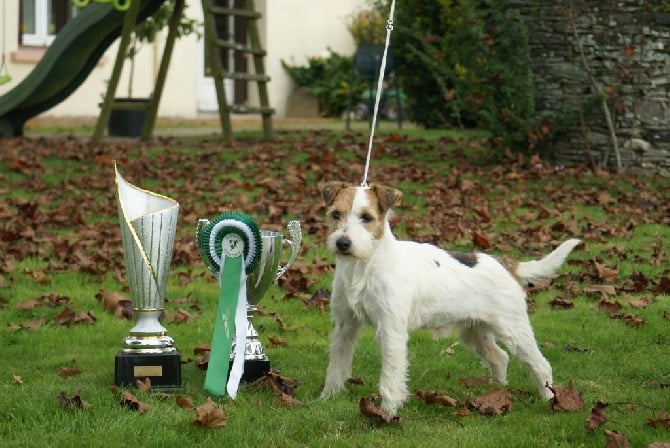 De la forge saint eloi - Meilleur de race en Parson Nationale d'Elevage 2015