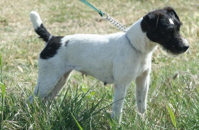 De la forge saint eloi - Terrier Naturel sur ragondins du 11 et 12/ 08 /2012