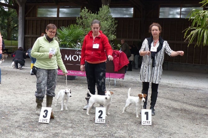 De la forge saint eloi - Puppy à la Nationale d'Elevage 2015