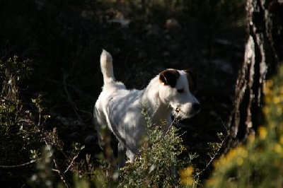 De la forge saint eloi - Terrier Artificiel le 24 mai 2009