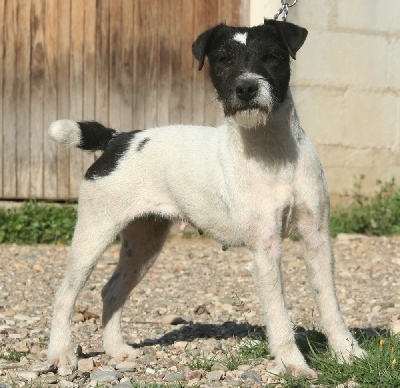 De la forge saint eloi - Terrier Naturel sur Blaireau le 27 mai 2012