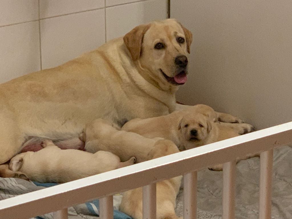 De sandie landes - CHIOTS LABRADORS TOUTES COULEURS 