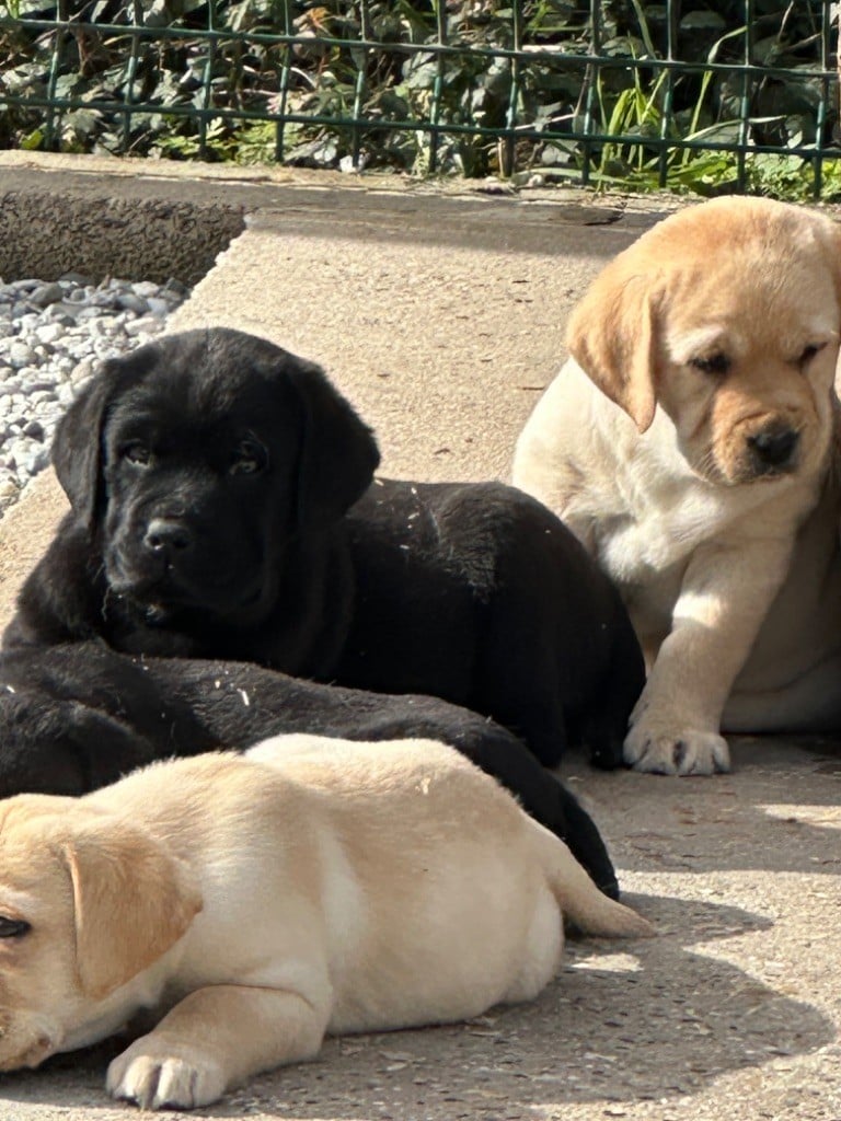 De sandie landes - Chiots disponibles - Labrador Retriever