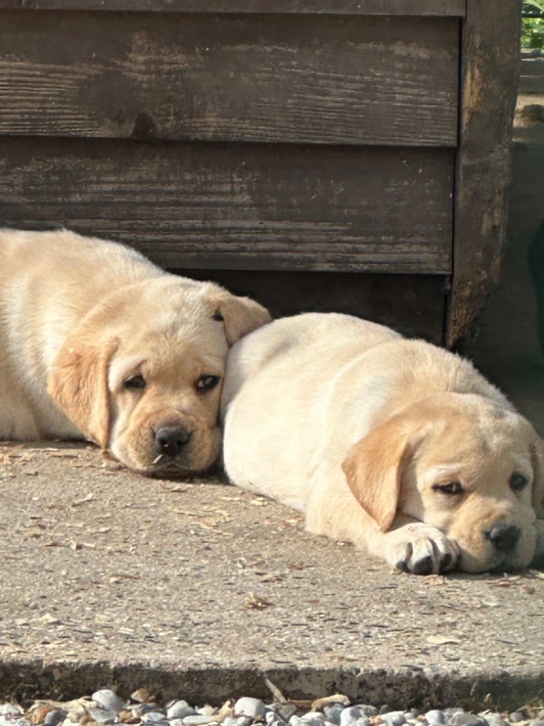 De sandie landes - Chiots disponibles - Labrador Retriever