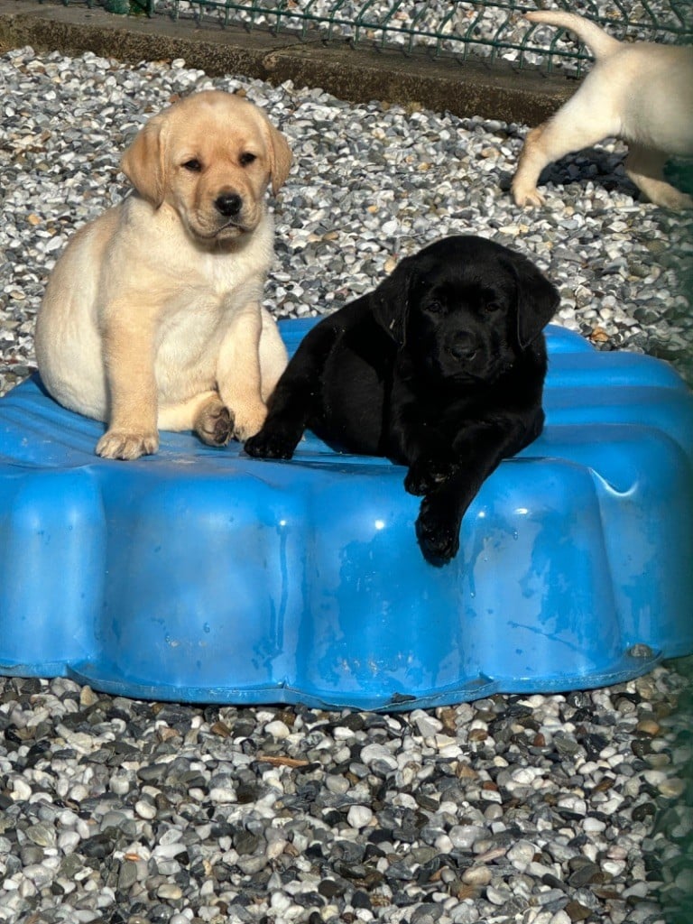 De sandie landes - Chiots disponibles - Labrador Retriever