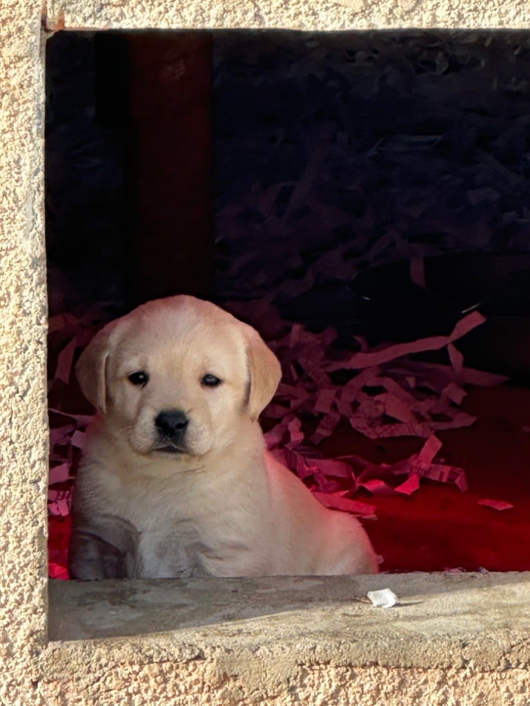 De sandie landes - Labrador Retriever - Portée née le 05/11/2024