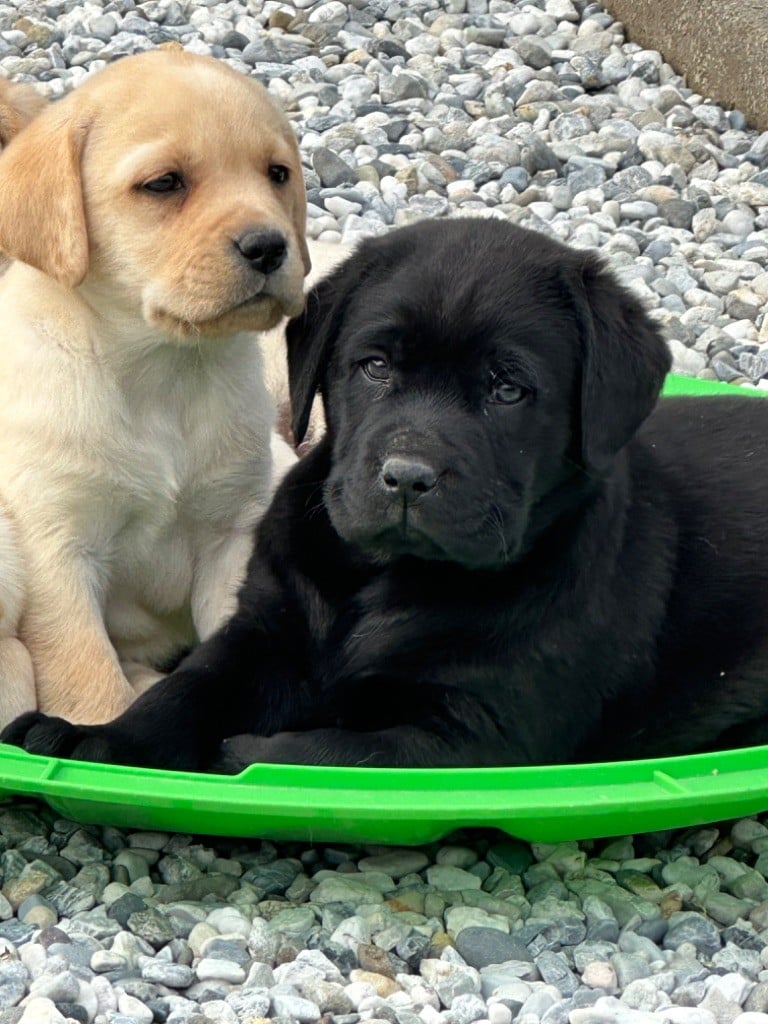 De sandie landes - Chiots disponibles - Labrador Retriever