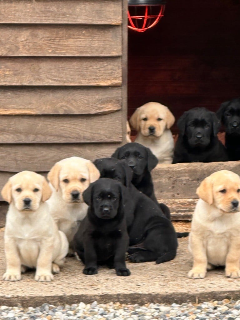 De sandie landes - Labrador Retriever - Portée née le 21/12/2024