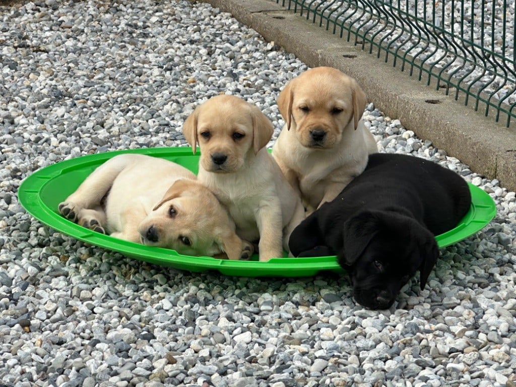 De sandie landes - Chiots disponibles - Labrador Retriever