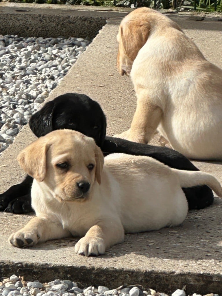 De sandie landes - Chiots disponibles - Labrador Retriever