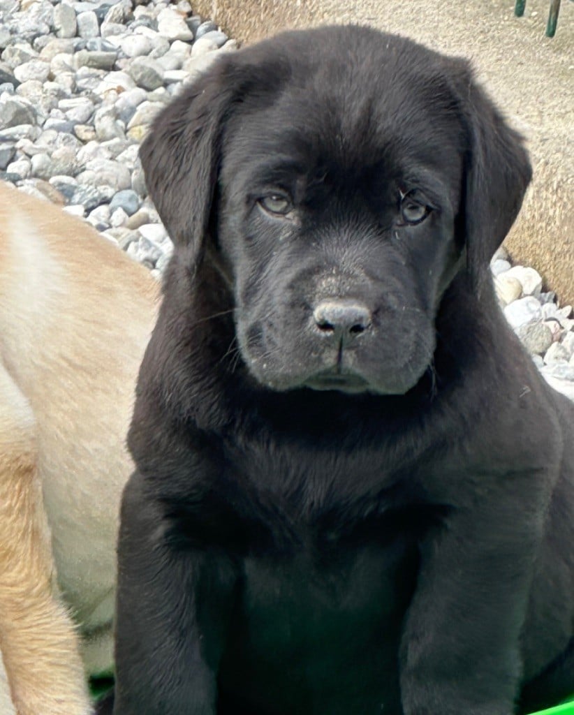 De sandie landes - Chiots disponibles - Labrador Retriever