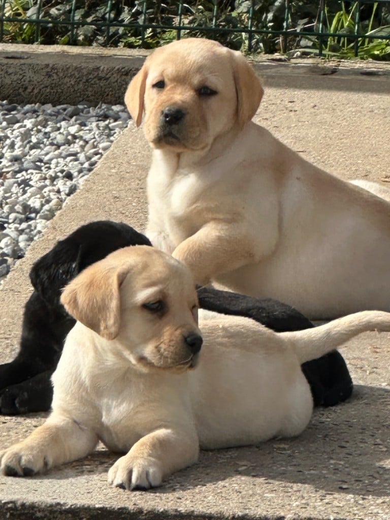 De sandie landes - Chiots disponibles - Labrador Retriever