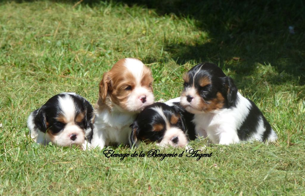 de la bergerie d'argent - A réserver superbes chiots cavalier king charles LOF