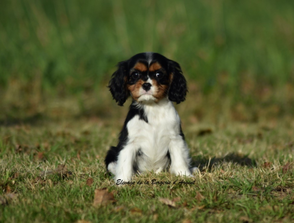 Chiot Cavalier King Charles Spaniel de la bergerie d'argent